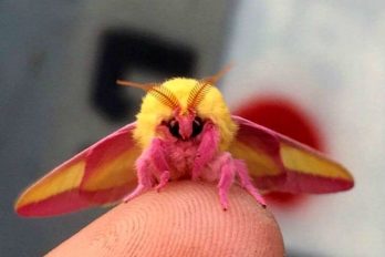 Sí hay insectos bonitos y este podría ser el más bello de todos ¡Parece un peluche!