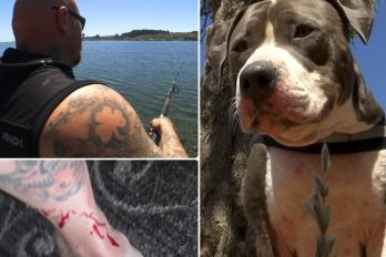 Un pitbull salvó la pierna de su amo del ataque de un tiburón?: ¡viva el héroe canino??!