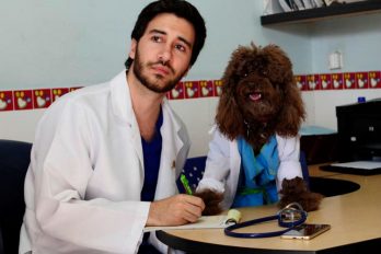 Los perros enfermeros que facilitan la recuperación de los niños en Colombia
