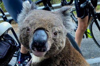 Koala pide ayuda a un ciclista y llama la atención del mundo, ¡se hizo entender!