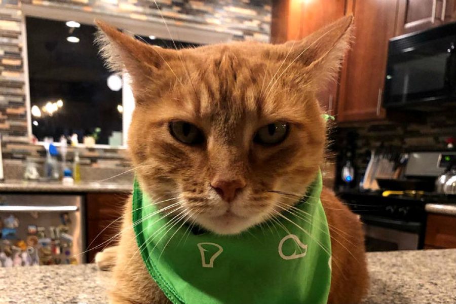 ¡Hey, hola! dice este gato que tiene acento sureño y enloquece a quien lo escucha