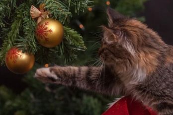 La razón por la que los gatos atacan a los árboles de Navidad y cómo evitarlo