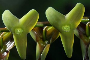 El descubrimiento de una nueva orquídea en Colombia: apareció en los Farallones de Cali