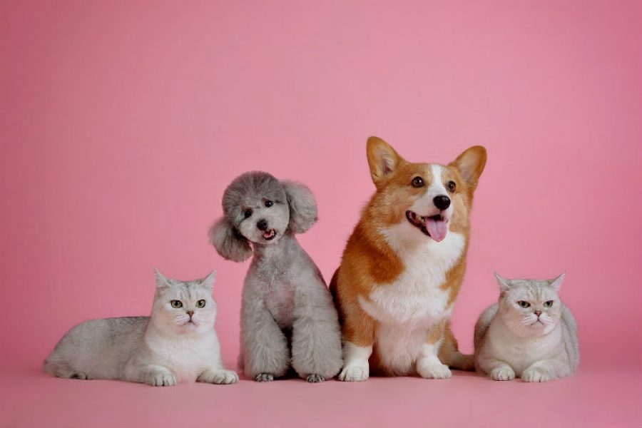 La emisión que tranquilizará a tus mascotas el 24 y 31 de diciembre, ¡no a la pólvora!