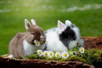 El conejo, tierno animal declarado en peligro de extinción