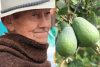 La feijoa se convierte en el ‘oro verde’ de los campesinos colombianos