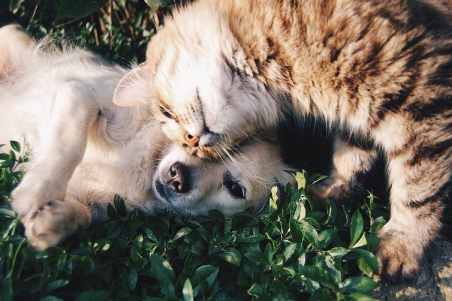Este país busca establecer penas de 18 años de cárcel para quienes maltraten a los animales