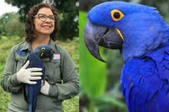 Bióloga que salvó al guacamayo azul de la extinción compite por un premio