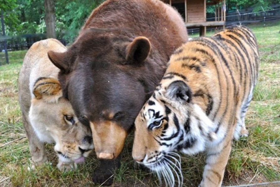 El oso, el león y el tigre que son hermanos hace 19 años ¡Un amor que no distingue nada!