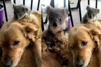 La verdadera e increíble historia detrás del Golden Retriever que rescató un koala