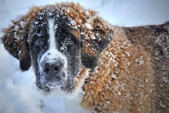 Dejar a las mascotas en el frío ahora será castigado por ley, ¡una buena noticia!