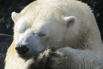 El peligro de extinción de los osos polares, en aumento por los ‘cazadores de trofeos’