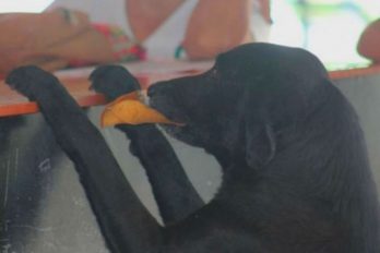 El perro que ‘compra’ galletas a diario y ‘paga’ con una hoja en Casanare