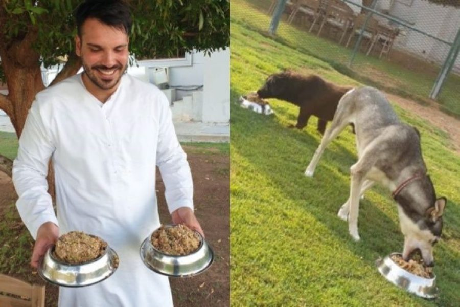 Hotel de lujo da su comida sobrante a perros abandonados en refugios, ¡una obra hermosa!