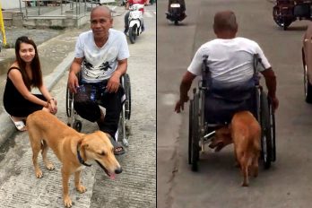 La historia del perrito que empuja silla de ruedas de su amo, ¡el motor de su vida!