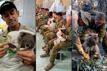 Militares en horas de descanso alimentan a koalas afectados por incendios
