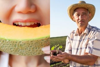 El melón sería más rentable si se usara menos fertilización química