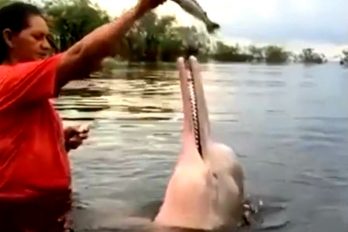Delfín rosado es alimentado de forma asombrosa por una campesina colombiana
