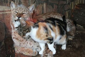Gato doméstico se cuela en un zoológico y se hace amigo inseparable de un lince
