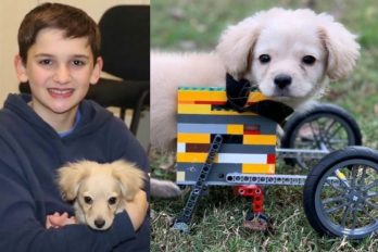 Un niño le regaló a un perro discapacitado una silla de ruedas hecha con legos