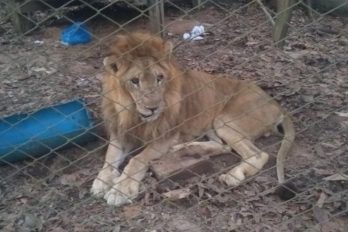 Así murió el león Jupiter: un ‘rey de la selva’ con un triste final de vida