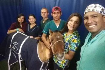 Caballo apuñalado y abandonado se salvó gracias a estudiantes en Boyacá