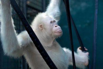 El único mono albino del mundo, en perfectas condiciones ¡un milagro que sobrevive!