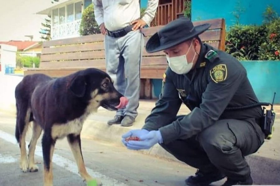 Deporte, serenatas y ayuda a animales sin hogar, acciones de la Policía en cuarentena