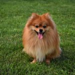 La verdadera historia detrás del perro con coronavirus que murió en Hong Kong