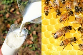 Las abejas están muriendo por la leche de almendras: cómo evitar este peligro