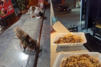 Restaurante guarda sus sobras y prepara menú especial para los perros callejeros