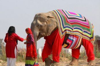 Tejen pijamas gigantes para proteger a los elefantes de frío