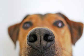Investigadores entrenan a perros para que detecten el COVID-19