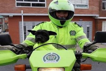 El adiós de ‘Ñero’, el perro policía que se robó el corazón de los colombianos