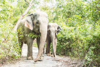 Liberan 78 elefantes de esclavitud por falta de turistas en medio del COVID-19