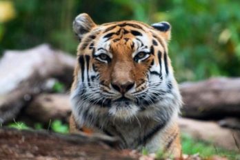 Tigresa en zoológico dio positivo de COVID-19