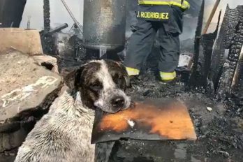 La triste historia del perro llora después de ver su casa destruida por incendio
