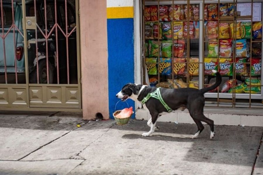 La historia del perro que hace domicilios en la cuarentena y es popular en su barrio