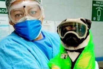 El perro que ayuda al personal médico de un hospital en su lucha contra el COVID-19