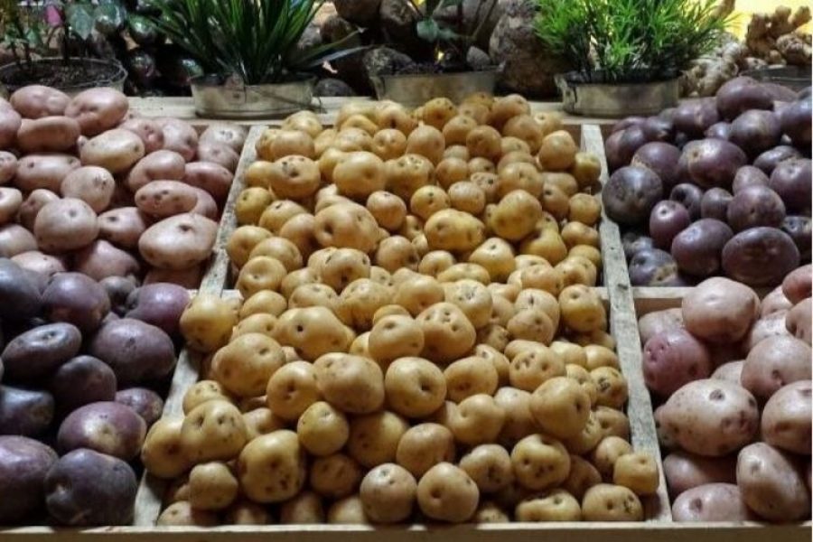 ¡Campesinos con temor! Posible ingreso de papa congelada de Bélgica los tiene inquietos