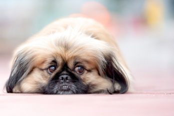 China prohíbe la crianza de perros para el consumo humano en medio del COVID-19