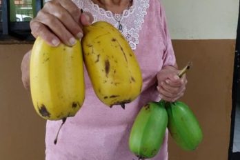 ‘Plátano cuadrado’, el producto que presentan los campesinos colombianos