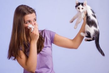 Alérgicos a gatos resisten más el COVID-19, según estudios ¡La razón es sorpresiva!