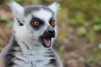 Hámster, lémures y otras especies en peligro de extinción ¡Triste noticia!