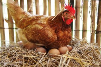 ¿Qué fue primero, el huevo o la gallina? Científicos dan sorpresiva respuesta