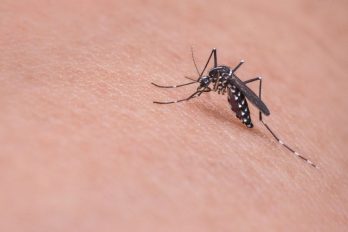 Por qué liberarán 750 millones de mosquitos modificados genéticamente en EE.UU.