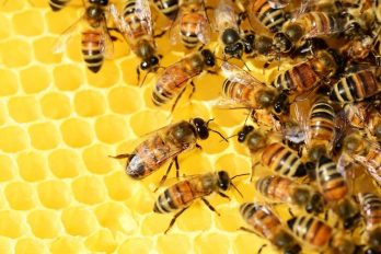 Colombia se podría quedar sin abejas durante la próxima década