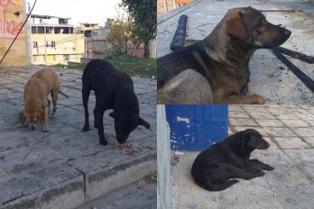 Perros ‘vecinos’ de los CAI, afectados por los ataques ¡Aún así hubo lindos finales!