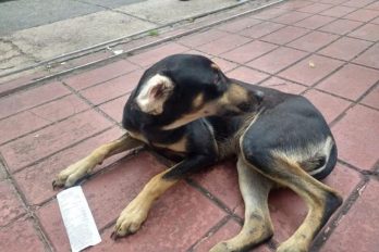 Preocupación por aumento de maltrato animal en Bogotá en la pandemia