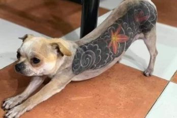 Tatuar a perros, la cruel práctica que tiene en alerta a los defensores de derechos animales